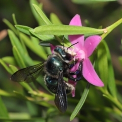 Xylocopa (Lestis) aerata at Acton, ACT - 19 Mar 2021