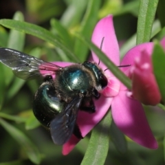 Xylocopa (Lestis) aerata at Acton, ACT - 19 Mar 2021