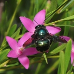 Xylocopa (Lestis) aerata at Acton, ACT - 19 Mar 2021