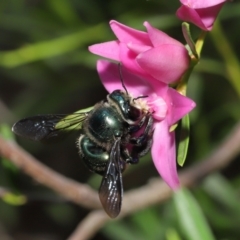 Xylocopa (Lestis) aerata at Acton, ACT - 19 Mar 2021