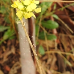 Neuroptera (order) at Queanbeyan West, NSW - 19 Mar 2021