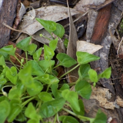 Viola sp. (Violet) at Fowles St. Woodland, Weston - 18 Mar 2021 by AliceH