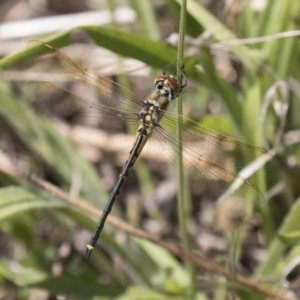 Hemicordulia tau at Hawker, ACT - 15 Mar 2021 11:12 AM