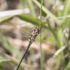 Hemicordulia tau at Hawker, ACT - 15 Mar 2021