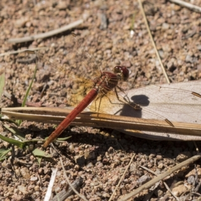Diplacodes haematodes (Scarlet Percher) at The Pinnacle - 15 Mar 2021 by AlisonMilton