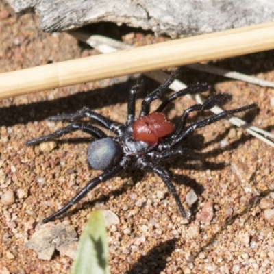 Missulena occatoria (Red-headed Mouse Spider) at The Pinnacle - 15 Mar 2021 by AlisonMilton