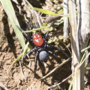 Missulena occatoria at Hawker, ACT - 15 Mar 2021 11:08 AM