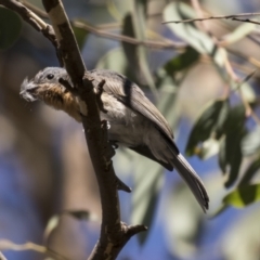 Myiagra rubecula (Leaden Flycatcher) at Holt, ACT - 15 Mar 2021 by AlisonMilton