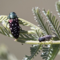 Diphucrania leucosticta (White-flecked acacia jewel beetle) at Holt, ACT - 15 Mar 2021 by AlisonMilton