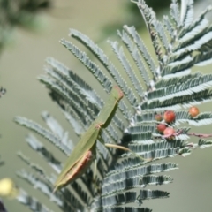 Orthodera ministralis (Green Mantid) at The Pinnacle - 15 Mar 2021 by AlisonMilton