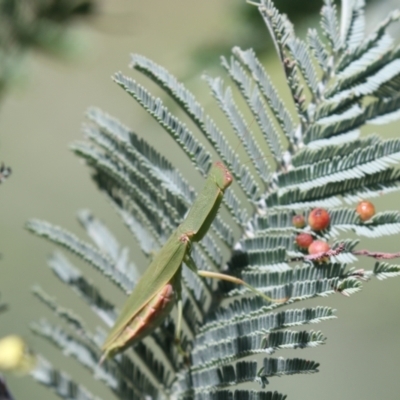 Orthodera ministralis (Green Mantid) at Holt, ACT - 15 Mar 2021 by AlisonMilton