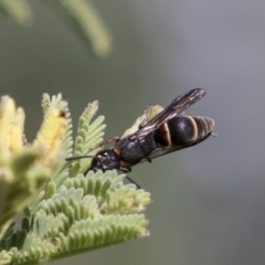 Eumeninae (subfamily) (Unidentified Potter wasp) at Holt, ACT - 15 Mar 2021 by AlisonMilton