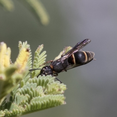 Eumeninae (subfamily) (Unidentified Potter wasp) at Holt, ACT - 15 Mar 2021 by AlisonMilton