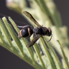 Eumeninae (subfamily) at Holt, ACT - 15 Mar 2021 11:42 AM