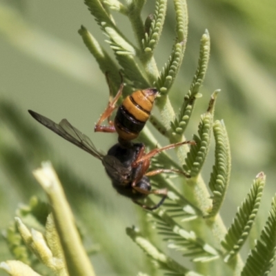 Cerceris sp. (genus) (Unidentified Cerceris wasp) at Holt, ACT - 15 Mar 2021 by AlisonMilton