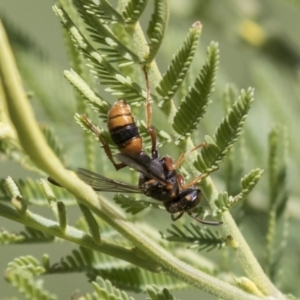 Cerceris sp. (genus) at Holt, ACT - 15 Mar 2021