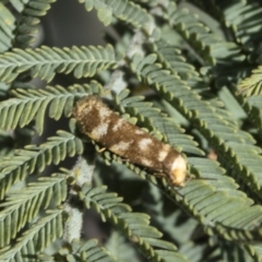 Palimmeces habrophanes (A Concealer moth) at Belconnen, ACT - 28 Feb 2021 by AlisonMilton