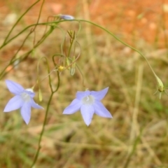 Wahlenbergia sp. (Bluebell) at Queanbeyan West, NSW - 19 Mar 2021 by RodDeb