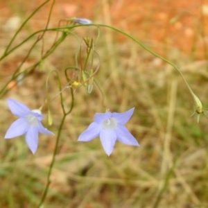 Wahlenbergia sp. at Queanbeyan West, NSW - 19 Mar 2021