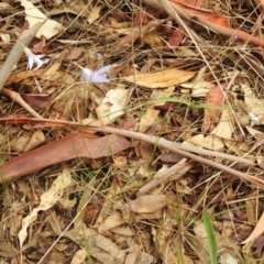 Wahlenbergia sp. at Queanbeyan West, NSW - 19 Mar 2021