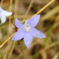 Wahlenbergia sp. at Queanbeyan West, NSW - 19 Mar 2021