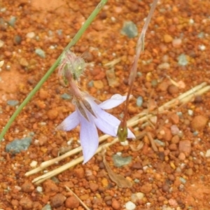 Wahlenbergia capillaris at Queanbeyan West, NSW - 19 Mar 2021