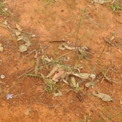 Wahlenbergia capillaris at Queanbeyan West, NSW - 19 Mar 2021