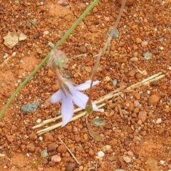 Wahlenbergia capillaris at Queanbeyan West, NSW - 19 Mar 2021 03:22 PM