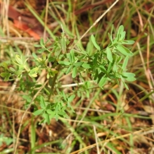 Hypericum perforatum at Queanbeyan West, NSW - 19 Mar 2021