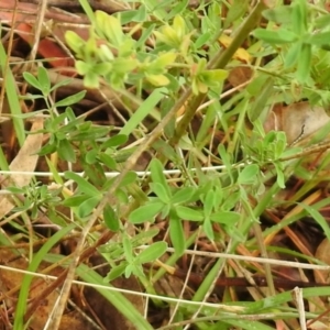 Hypericum perforatum at Queanbeyan West, NSW - 19 Mar 2021