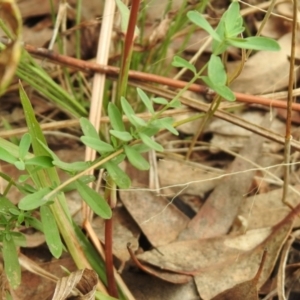 Hypericum perforatum at Queanbeyan West, NSW - 19 Mar 2021