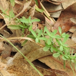 Hypericum perforatum at Queanbeyan West, NSW - 19 Mar 2021