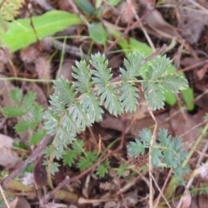 Acaena sp. at Queanbeyan West, NSW - 19 Mar 2021