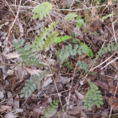 Acaena sp. at Queanbeyan West, NSW - 19 Mar 2021