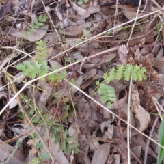 Acaena sp. at Queanbeyan West, NSW - 19 Mar 2021