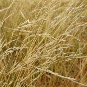 Austrostipa bigeniculata at Queanbeyan West, NSW - 19 Mar 2021