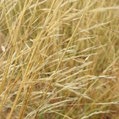 Austrostipa bigeniculata at Queanbeyan West, NSW - 19 Mar 2021