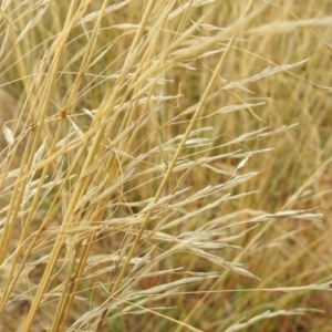 Austrostipa bigeniculata at Queanbeyan West, NSW - 19 Mar 2021 03:30 PM