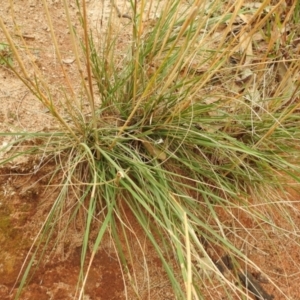 Austrostipa bigeniculata at Queanbeyan West, NSW - 19 Mar 2021 03:30 PM