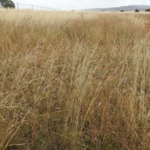 Austrostipa bigeniculata at Queanbeyan West, NSW - 19 Mar 2021