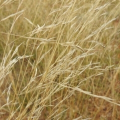 Austrostipa bigeniculata at Queanbeyan West, NSW - 19 Mar 2021