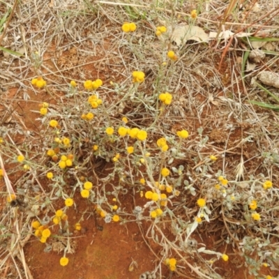 Chrysocephalum apiculatum (Common Everlasting) at Queanbeyan West, NSW - 19 Mar 2021 by RodDeb