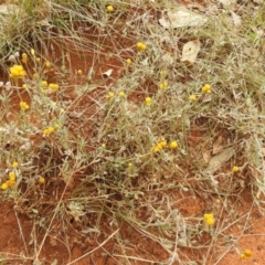 Chrysocephalum apiculatum at Queanbeyan West, NSW - 19 Mar 2021 03:32 PM