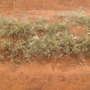 Chrysocephalum apiculatum at Queanbeyan West, NSW - 19 Mar 2021 03:32 PM