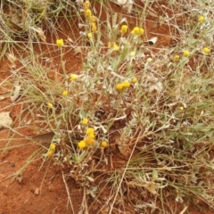 Chrysocephalum apiculatum at Queanbeyan West, NSW - 19 Mar 2021 03:32 PM