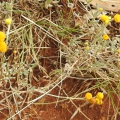 Chrysocephalum apiculatum at Queanbeyan West, NSW - 19 Mar 2021 03:32 PM