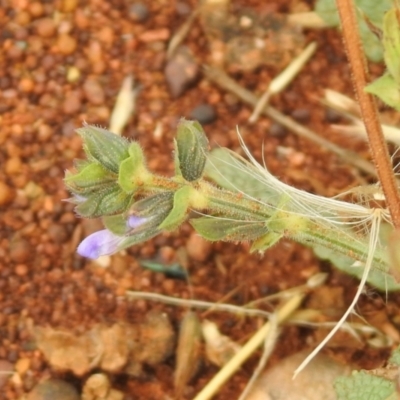 Salvia verbenaca var. verbenaca (Wild Sage) at Queanbeyan West, NSW - 19 Mar 2021 by RodDeb