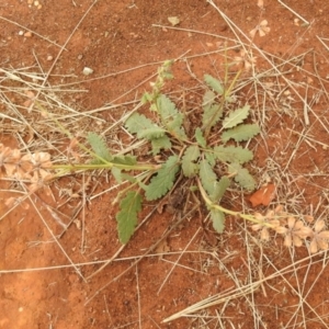 Salvia verbenaca var. verbenaca at Queanbeyan West, NSW - 19 Mar 2021