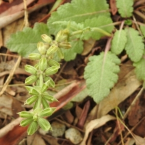 Salvia verbenaca var. verbenaca at Queanbeyan West, NSW - 19 Mar 2021