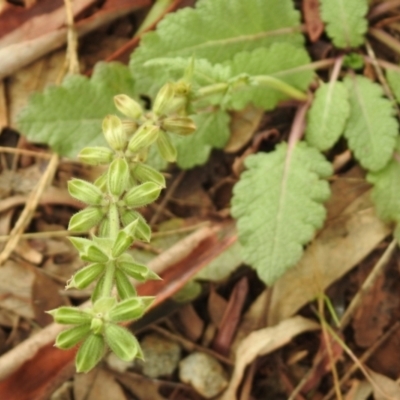 Salvia verbenaca var. verbenaca (Wild Sage) at Queanbeyan West, NSW - 19 Mar 2021 by RodDeb